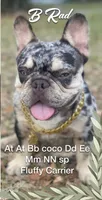 B Rad, a male French Bulldog for sale in Deland, FL – 2 of 6