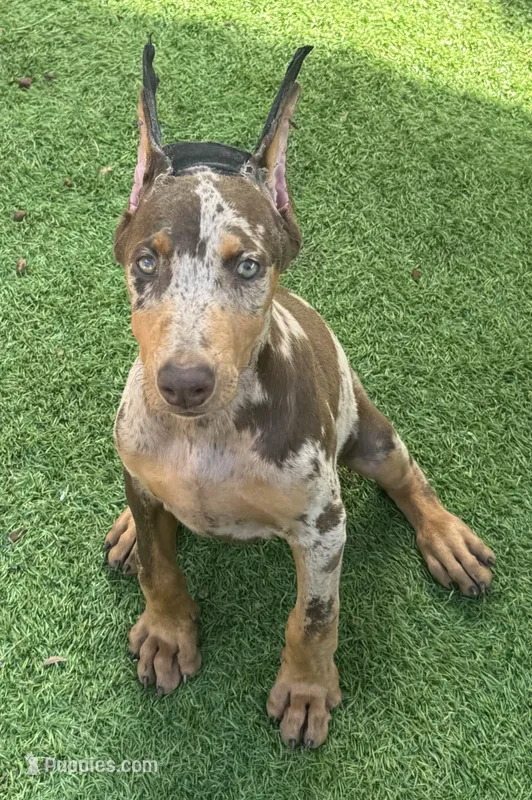 Doja – Doberman Pinscher puppy for sale in Deland, FL