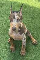 Doja, a female Doberman Pinscher for sale in Deland, FL – 1 of 10