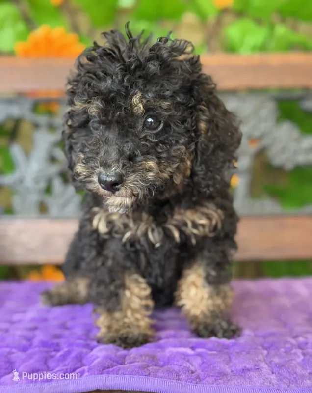 Midnight  – Poodle - Toy , Miniature Bernedoodle puppy for sale in Deland, FL