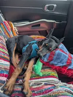 Black Beauty Euro , a female Doberman Pinscher for sale in Deland, FL – 10 of 10