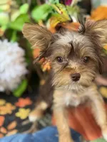 Baby Tina , a female Yorkshire Terrier for sale in Deland, FL – 1 of 8