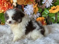 Snickers , a male Pomeranian and Pomsky for sale in Deland, FL – 7 of 9