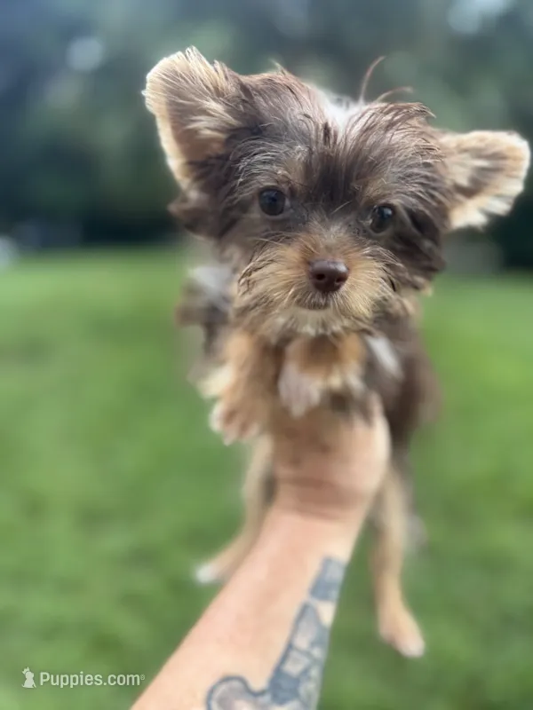 Tiny Tina Turner – Yorkshire Terrier puppy for sale in Deland, FL