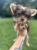 Tiny Tina Turner, a female Yorkshire Terrier for sale in Deland, FL – 1 of 7