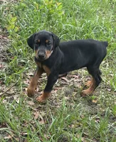 Baby Bellla, a female Doberman Pinscher for sale in Deland, FL – 8 of 10