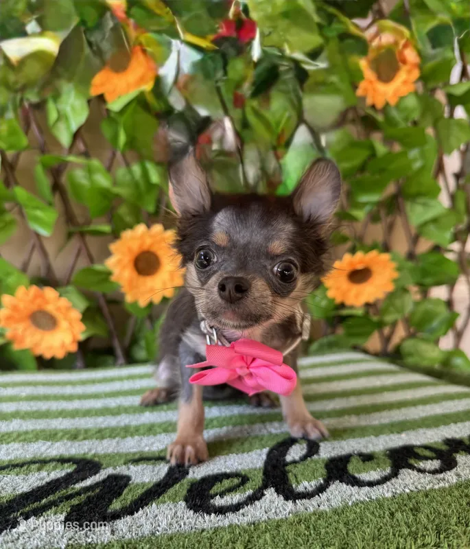 Tiny tea Cup Blue Bell – Chihuahua puppy for sale in Deland, FL