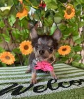 Tiny tea Cup Blue Bell, a female Chihuahua for sale in Deland, FL – 1 of 6