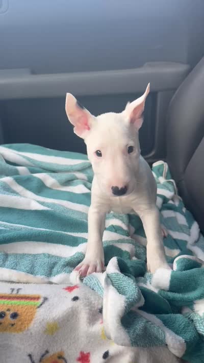 Eggy Merle , a male Miniature Bull Terrier for sale in Deland, FL – 9 of 9