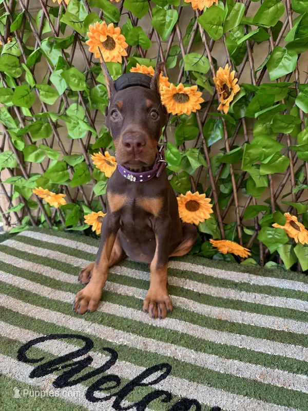 Bambi – Doberman Pinscher puppy for sale in Deland, FL
