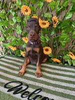 Bambi, a female Doberman Pinscher for sale in Deland, FL – 1 of 5