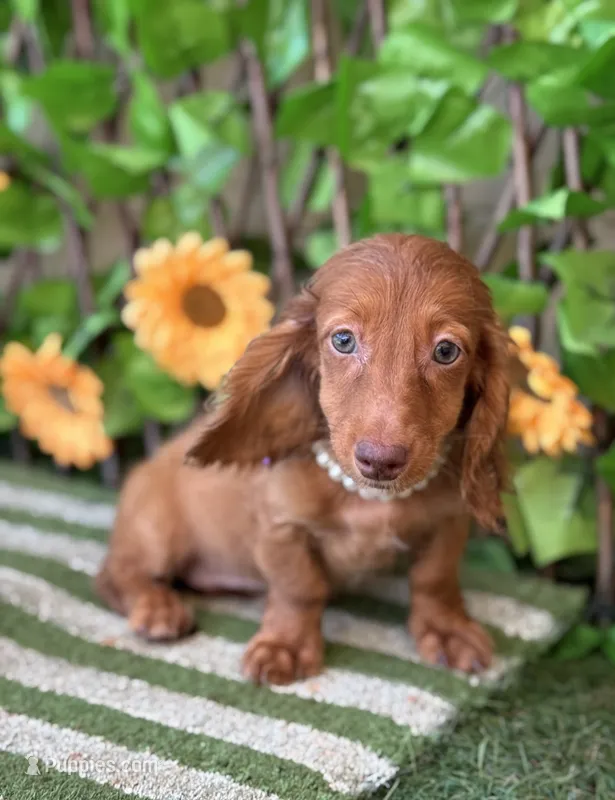 Bella  Long Hair Red Dapple  – Miniature Dachshund puppy for sale in Deland, FL