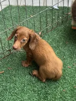 Bella  Long Hair Red Dapple , a female Miniature Dachshund for sale in Deland, FL – 10 of 10