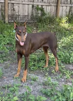 Miss Bling , a female Doberman Pinscher for sale in Deland, FL – 8 of 9