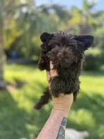 Bitter Chocolate , a female Yorkshire Terrier for sale in Deland, FL – 4 of 5