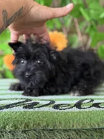 KB Black baby boy , a male Yorkshire Terrier for sale in Deland, FL – 4 of 5