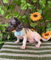 Bam Bam , a female Miniature Dachshund for sale in Deland, FL – 2 of 6