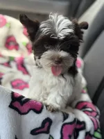 Petite Petey, a male Yorkshire Terrier for sale in Deland, FL – 2 of 9