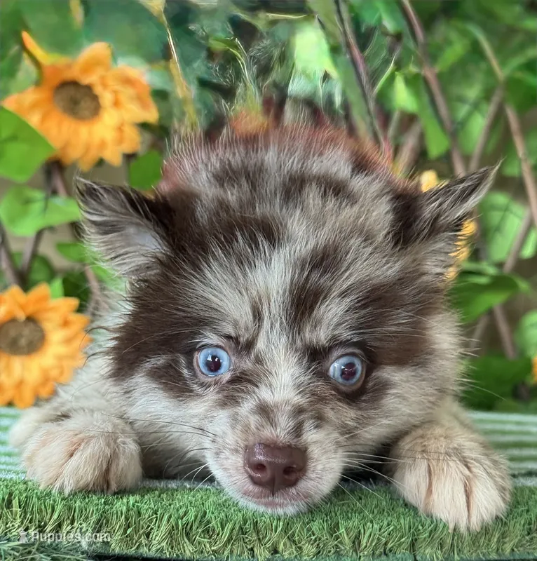 Pippen – Pomsky puppy for sale in Deland, FL