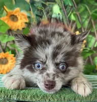 Pippen, a male Pomsky for sale in Deland, FL – 2 of 4