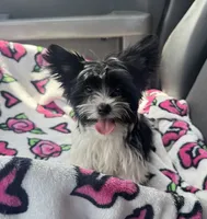 Pablo , a male Yorkshire Terrier for sale in Deland, FL – 9 of 9
