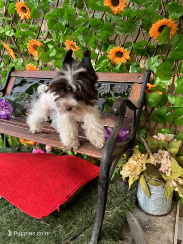 Petey  – Yorkshire Terrier puppy for sale in Deland, FL