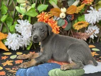 Boomer, a male Doberman Pinscher for sale in Deland, FL – 6 of 6