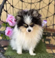 Tommy Boy , a male Pomeranian for sale in Deland, FL – Photo 8 of 10