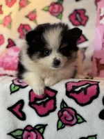 Patch, a male Pomeranian for sale in Deland, FL – Photo 1 of 4