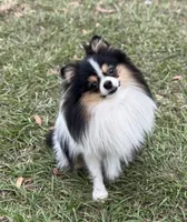 Tommy Boy , a male Pomeranian for sale in Deland, FL – Photo 10 of 10