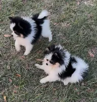 Tommy Boy , a male Pomeranian for sale in Deland, FL – Photo 2 of 6