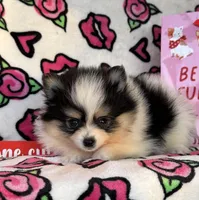 Patch, a male Pomeranian for sale in Deland, FL – Photo 2 of 4