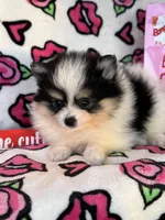 Patch, a male Pomeranian for sale in Deland, FL – Photo 4 of 4