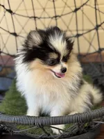 Tommy Boy , a male Pomeranian for sale in Deland, FL – Photo 5 of 6