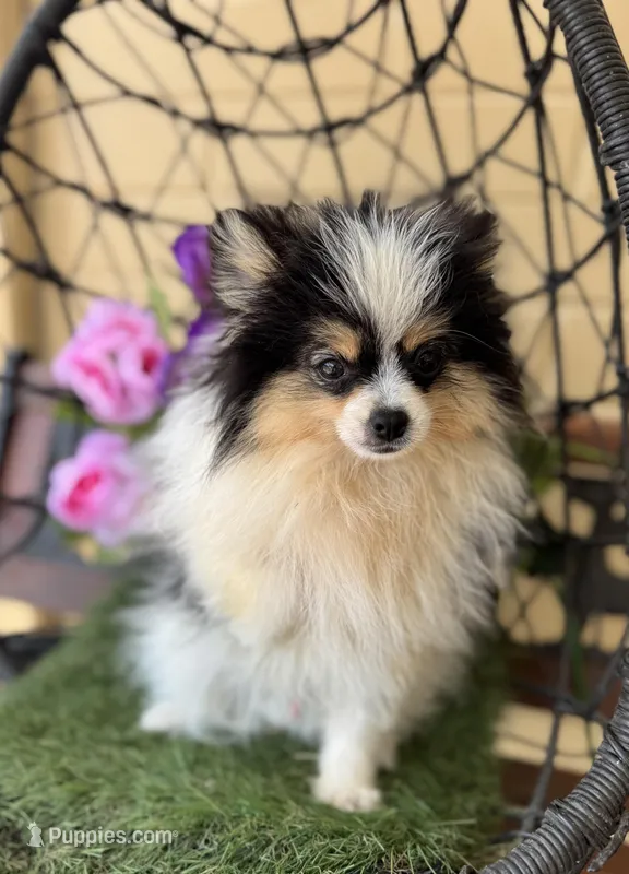 Tommy Boy  – Pomeranian puppy for sale in Deland, FL