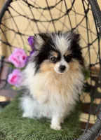 Tommy Boy , a male Pomeranian for sale in Deland, FL – Photo 1 of 10
