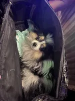 Tommy Boy , a male Pomeranian for sale in Deland, FL – Photo 8 of 9