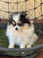 Tommy Boy , a male Pomeranian for sale in Deland, FL – Photo 4 of 6