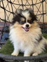 Tommy Boy , a male Pomeranian for sale in Deland, FL – Photo 1 of 6