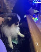 Tommy Boy , a male Pomeranian for sale in Deland, FL – Photo 9 of 9