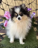 Tommy Boy , a male Pomeranian for sale in Deland, FL – Photo 9 of 10