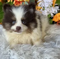 Snickers , a male Pomeranian and Pomsky for sale in Deland, FL – 9 of 9