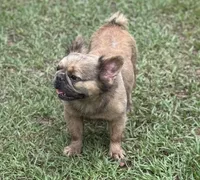 Bella, a female French Bulldog for sale in Deland, FL – Photo 2 of 8