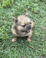 Bella, a female French Bulldog for sale in Deland, FL – Photo 6 of 8