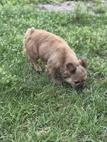 Bella, a female French Bulldog for sale in Deland, FL – Photo 8 of 8