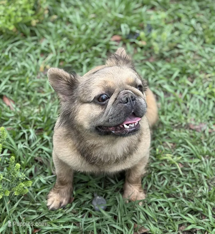 Bella – French Bulldog puppy for sale in Deland, FL