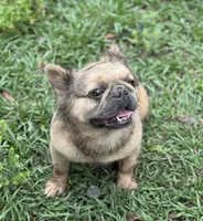 Bella, a female French Bulldog for sale in Deland, FL – Photo 1 of 8