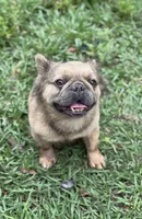 Bella, a female French Bulldog for sale in Deland, FL – Photo 4 of 8