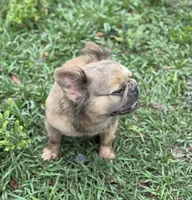 Bella, a female French Bulldog for sale in Deland, FL – Photo 7 of 8