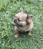 Bella, a female French Bulldog for sale in Deland, FL – Photo 5 of 8